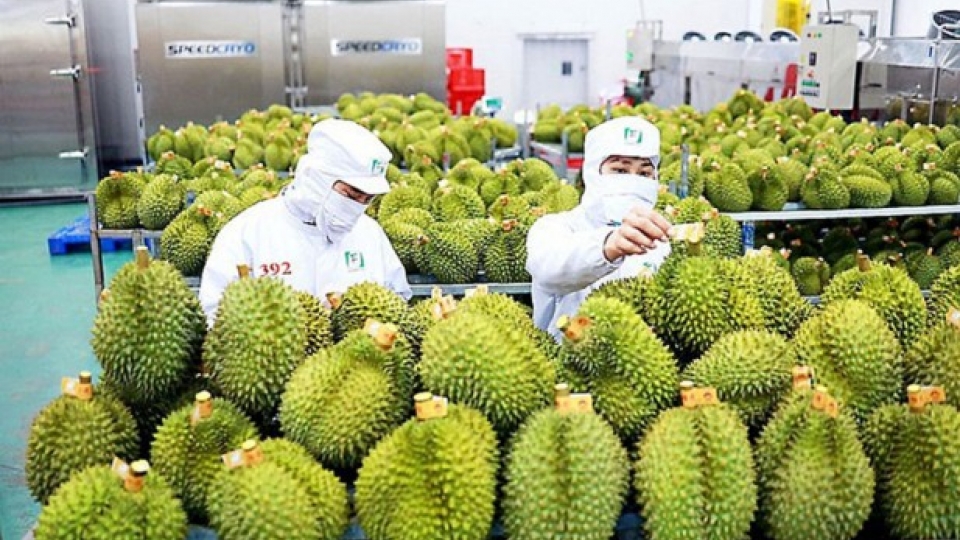 Government's proactive measures help stimulate fruit and vegetable sector's growth